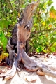 Slide Show Pict
